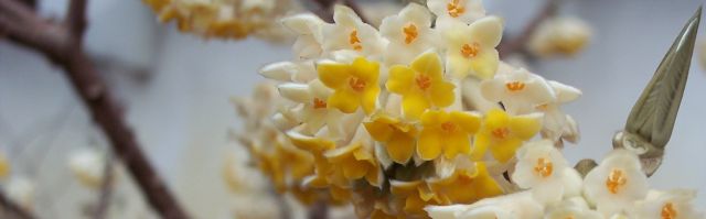 Edgeworthia picture